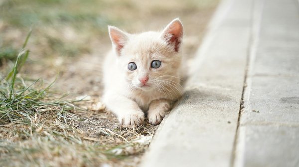 Welche Pflanzen sind für Katzen giftig und sollten vermieden werden?